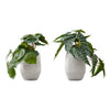 Monarch Specialties I 9582 - Artificial Plant, 8" Tall, Alocasia, Indoor, Faux, Fake, Table, Greenery, Potted, Set Of 2, Decorative, Green Leaves, White Cement Pots - - Mounts For Less
