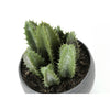 Monarch Specialties I 9587 - Artificial Plant, 6" Tall, Succulent, Indoor, Faux, Fake, Table, Greenery, Potted, Set Of 3, Decorative, Green Plants, Grey Cement Pots - - Mounts For Less