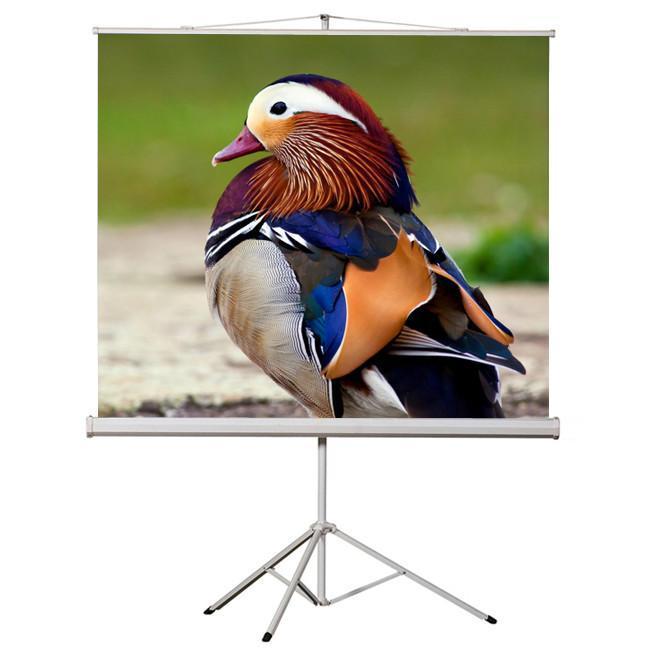 99" 1:1 Tripod compact projection screen 70X70" W - - Mounts For Less