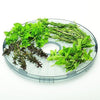 Salton DH1454 Food Dehydrator VitaPro® White - - Mounts For Less